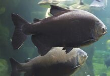 ARTIGO – 2023, grandes desafios para a psicultura brasileira, mas vencemos!