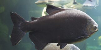 ARTIGO – 2023, grandes desafios para a psicultura brasileira, mas vencemos!