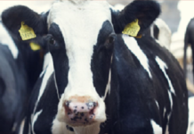 Cargill expande produção para ficar mais próxima de produtores de Minas Gerais