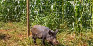 Tecnoshow: Belgo inova em soluções para as propriedades agrícolas