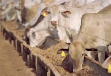 Censo de Confinamento projeta 7,379 milhões de bovinos confinados em 2024