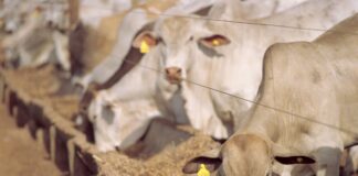 Censo de Confinamento projeta 7,379 milhões de bovinos confinados em 2024