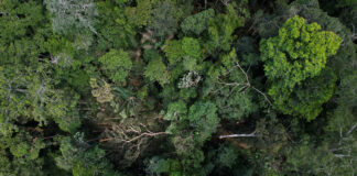 Concessões florestais na Amazônia: parceria prevê 5 milhões de hectares até 2026