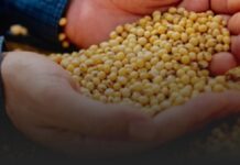 Biotecnologia de soja traz produtividades acima de 100 sacas mesmo em safra com desafios climáticos