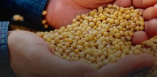 Biotecnologia de soja traz produtividades acima de 100 sacas mesmo em safra com desafios climáticos