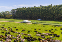 159 milhões de hectares de pastagens podem ser convertidos em ILPF