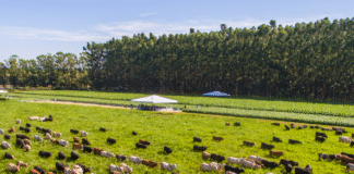 159 milhões de hectares de pastagens podem ser convertidos em ILPF