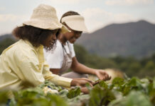 ARTIGO – Por que é tão difícil falar de sucessão com o produtor rural — e como superar essa resistência