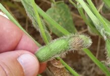 Novas opções em peptídeos leva empresa a prever quadruplicar participação no mercado brasileiro nos próximos cinco anos