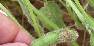 Novas opções em peptídeos leva empresa a prever quadruplicar participação no mercado brasileiro nos próximos cinco anos