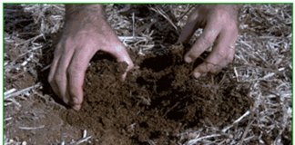 Conexão Abisolo discutirá papel da matéria orgânica do solo no sequestro de carbono