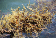 Conexão Abisolo – Professor da UFSC apresenta novas perspectivas sobre macroalgas