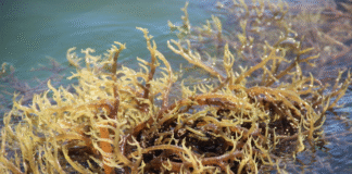 Conexão Abisolo – Professor da UFSC apresenta novas perspectivas sobre macroalgas