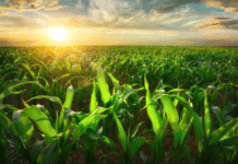 Conexão Abisolo recebe palestra sobre avanços em substâncias húmicas e seu papel na mitigação de estresses abióticos