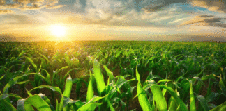 Conexão Abisolo recebe palestra sobre avanços em substâncias húmicas e seu papel na mitigação de estresses abióticos