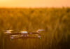 Confira 7 dicas de especialista para garantir bons resultados com a operação de drones nas lavouras