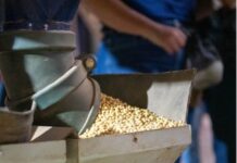 COP30 – Imaflora foca em financiamento, adaptação, agropecuária, sistemas agroalimentares e sociobiodiversidade