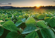 Há 10 anos empresa promove inovação sustentável no agronegócio brasileiro com tecnologias exclusivas à base de peptídeos