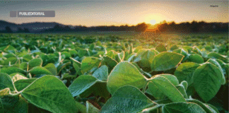 Há 10 anos empresa promove inovação sustentável no agronegócio brasileiro com tecnologias exclusivas à base de peptídeos