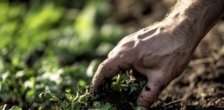 Mapa divulga balanço anual de registros de agrotóxicos e bioinsumos em 2025