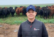 Pecuária de corte: manejo correto do pasto no período chuvoso aumenta desempenho e rentabilidade do rebanho