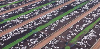 Levantamento aponta crescimento do confinamento no Brasil e reforça a modernização da pecuária de corte