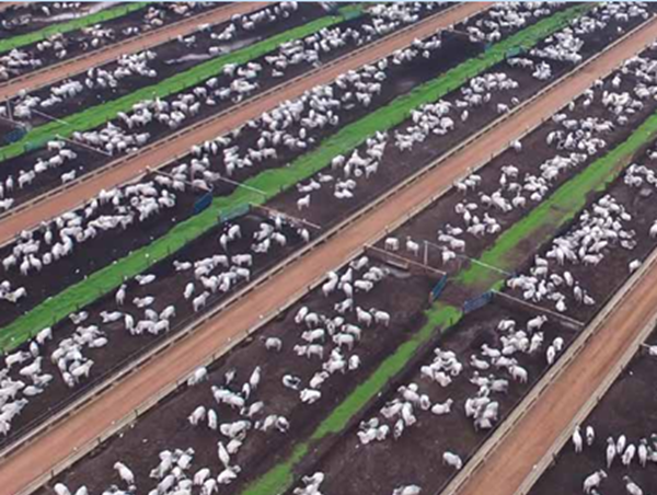 GestAgro360_censo confinamento