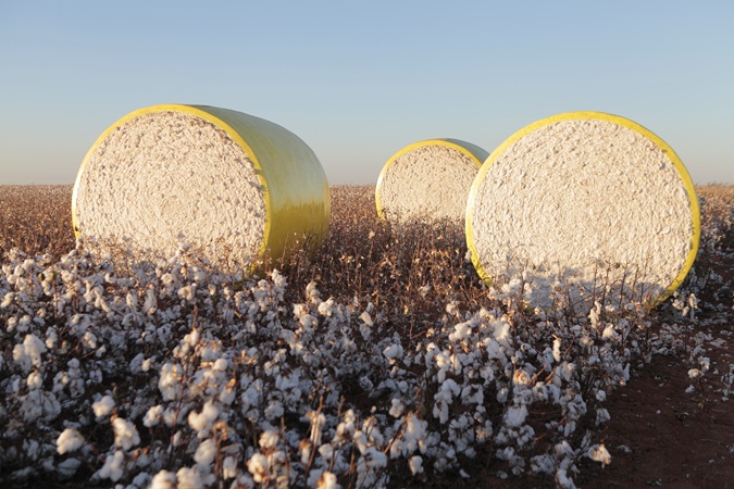 GestAgro360_Algodao - Abrapa