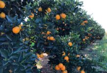 Expocitros – Manejo integrado para controle do vetor do greening é foco da Sipcam Nichino