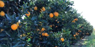 Expocitros – Manejo integrado para controle do vetor do greening é foco da Sipcam Nichino