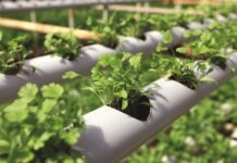 Uso do PVC contribui para sustentabilidade e produtividade no campo, com múltiplas aplicações