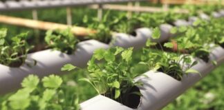 Uso do PVC contribui para sustentabilidade e produtividade no campo, com múltiplas aplicações