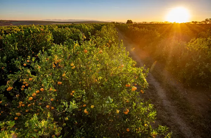 GestAgro360_Yara Citros