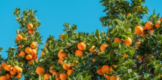 Expocitros – Inovação e sustentabilidade marcam participação da Biotrop