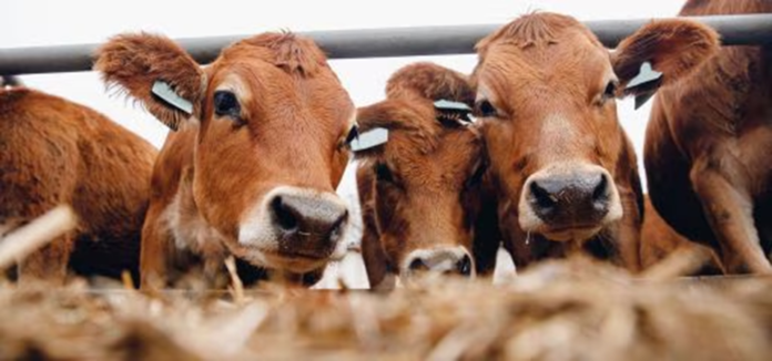 GestAgro360-DSMvacas