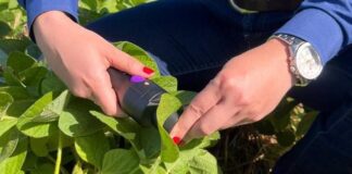 ICL avança com solução de diagnóstico nutricional em tempo real: somente com soja, milho e café são mais de 10 mil análises no Brasil