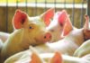 Cargill apresentou plataforma integrada de micronutrição e saúde animal para potencializar desempenho