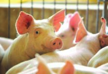 Cargill apresentou plataforma integrada de micronutrição e saúde animal para potencializar desempenho