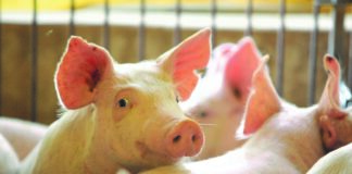 Cargill apresentou plataforma integrada de micronutrição e saúde animal para potencializar desempenho