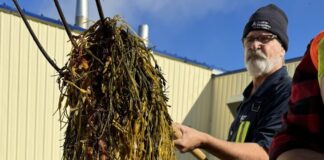 Linha de produtos à base de algas são enquadrados como biofertilizantes